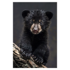 Black Beercub – Ongerepte Natuur in Detail