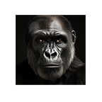 Gorilla en face