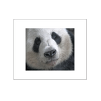 Panda close up
