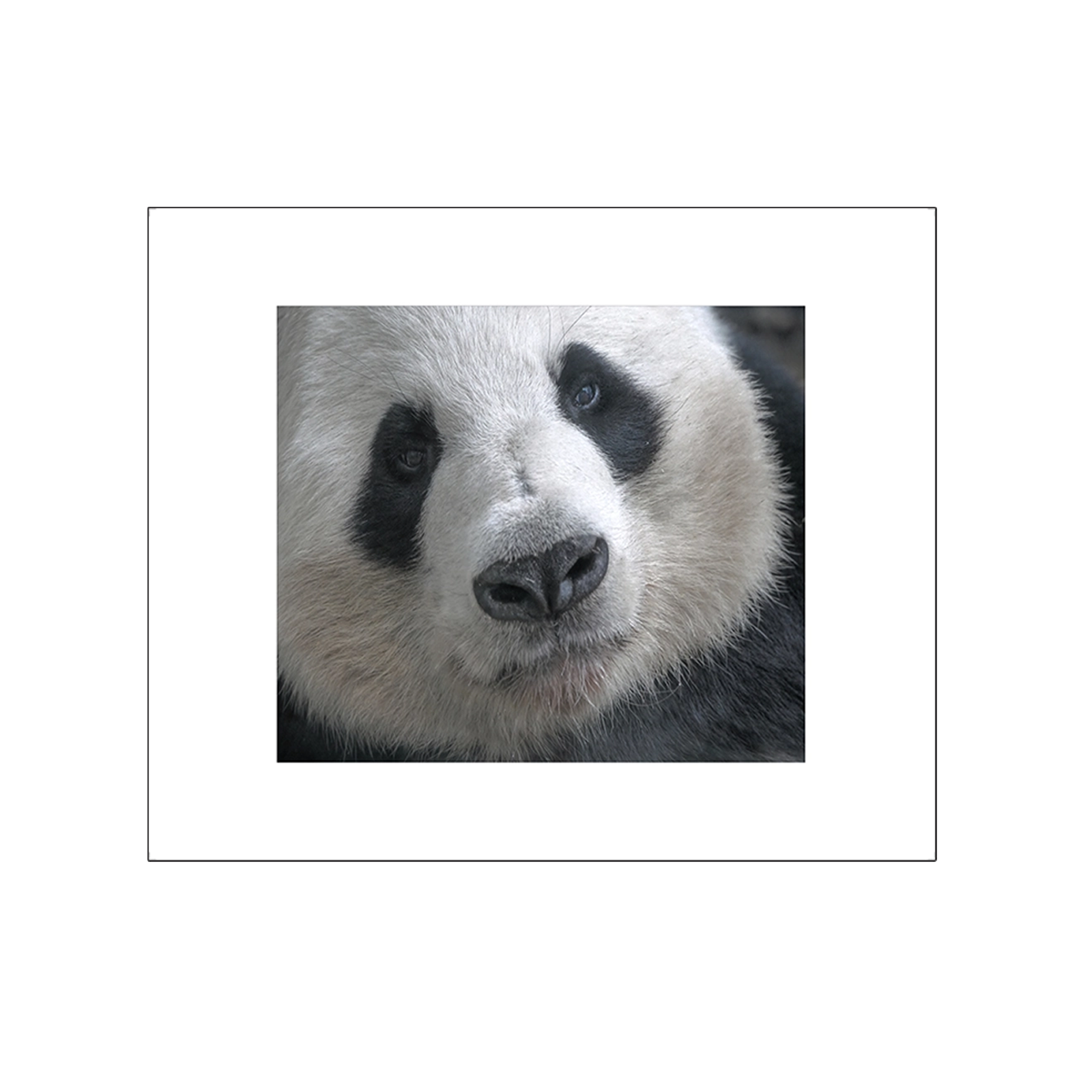 Panda close up