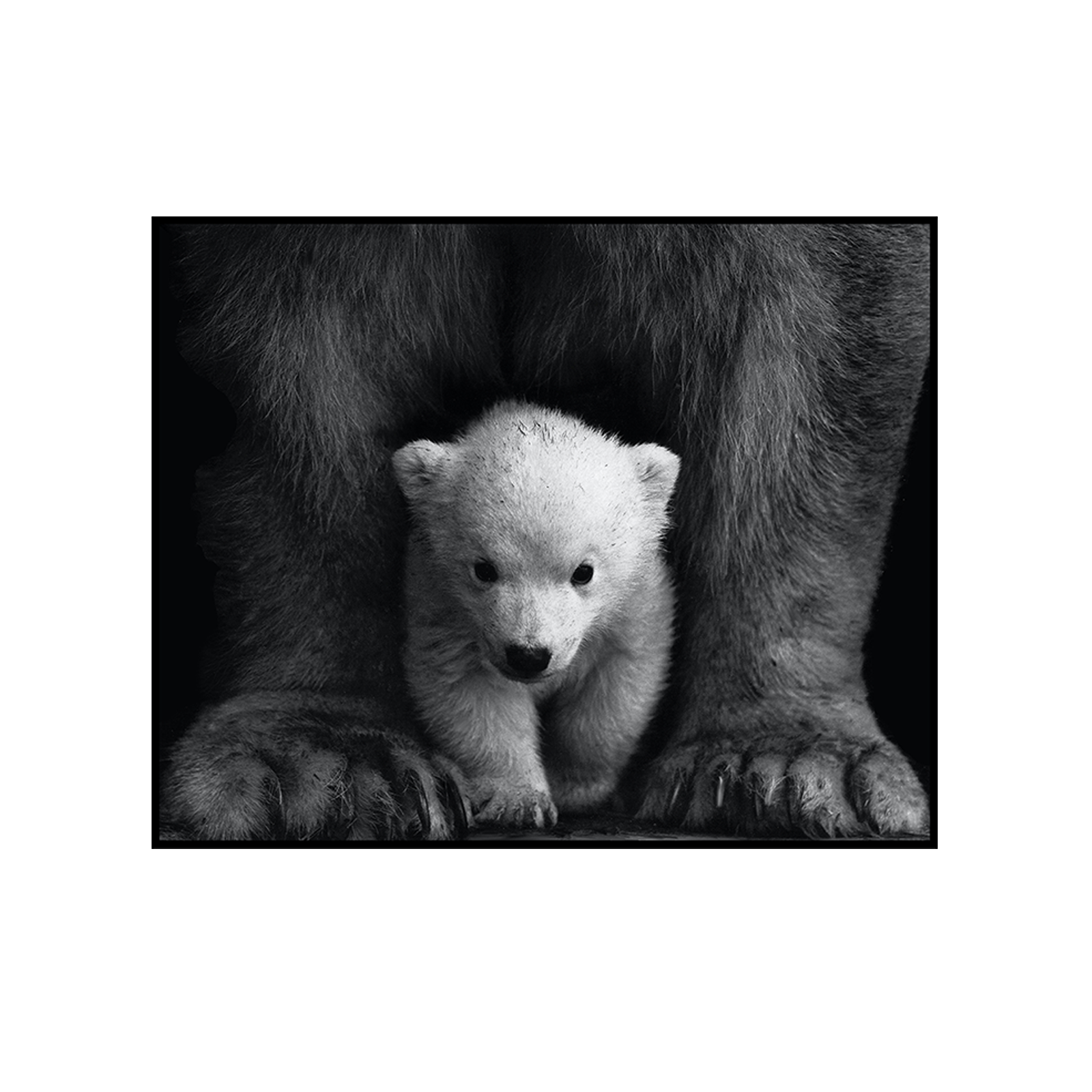 Polarbear with cub