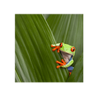 Red eyed frog on a leaf
