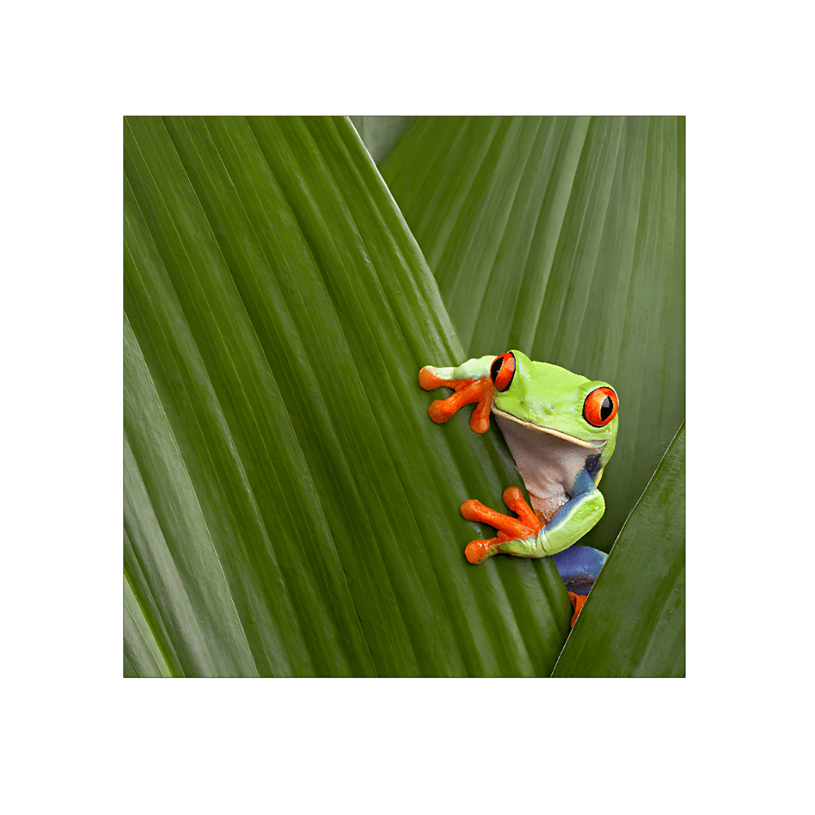 Red eyed frog on a leaf