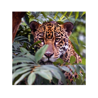 Curious Jaguar – Watching Out from the Foliage